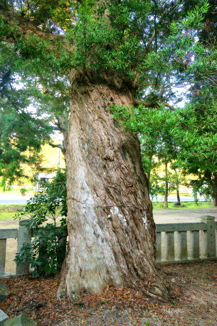 阿川八幡宮のイヌマキ
