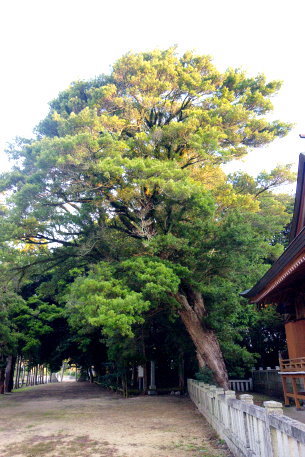 阿川八幡宮のイヌマキ