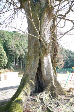 柳山寺大歳神社のムクノキ