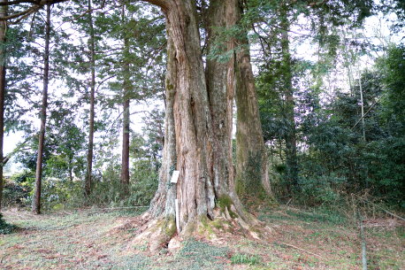 阿陀岡神社のカヤ