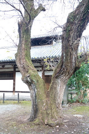 奈良公園のアカメヤナギ