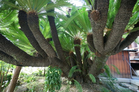浄教寺のソテツ