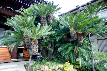 浄教寺のソテツ