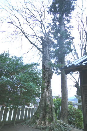 多太神社のムクロジ　No3