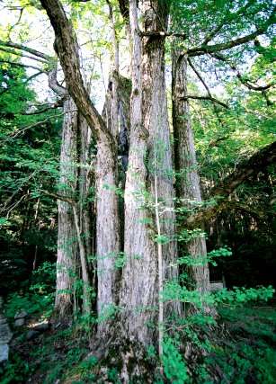 大日寺のイチョウ
