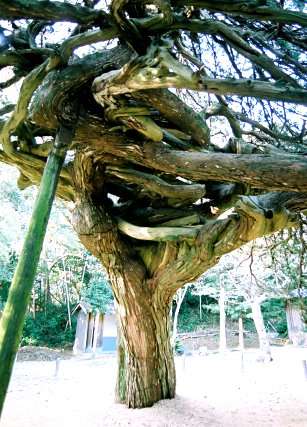 恩徳寺の結びイブキ