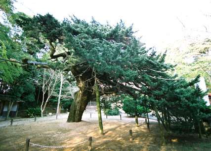 恩徳寺の結びイブキ