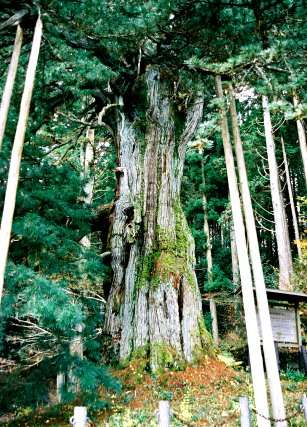 甘泉寺のコウヤマキ