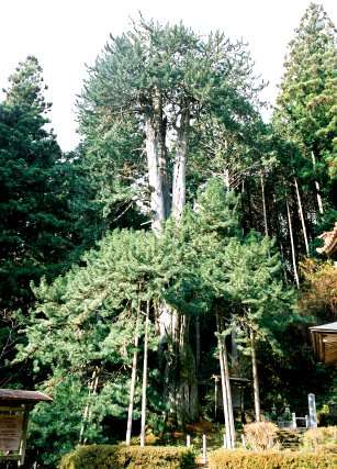 甘泉寺のコウヤマキ