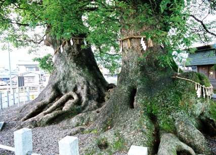 尾鷲神社の大クス　No2