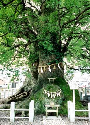 尾鷲神社の大クス　No2