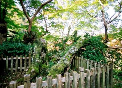 延命寺の夕照モミジ