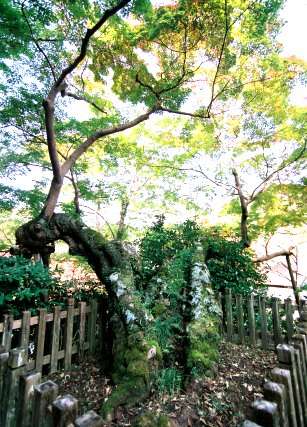 延命寺の夕照モミジ