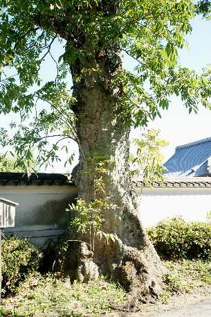 小野神社のムクロジ