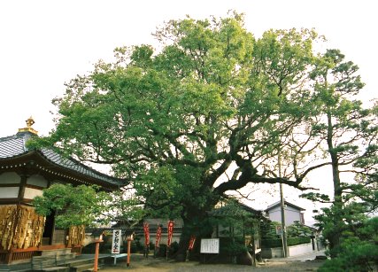 無量寺の大クス