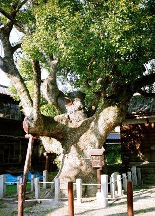 新田白山神社の大クス