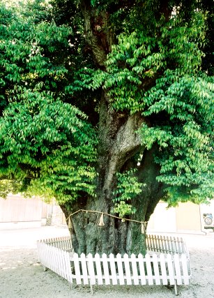 川俣神社のスダジイ