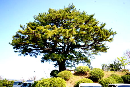 竹島町の大松