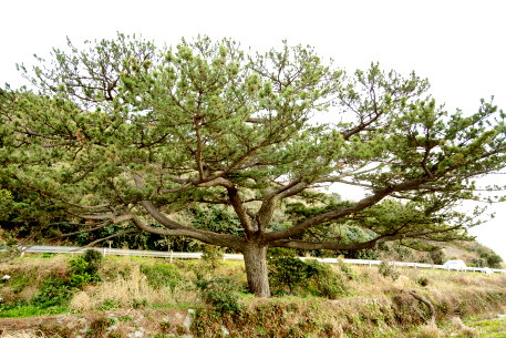 江比間海岸のクロマツ