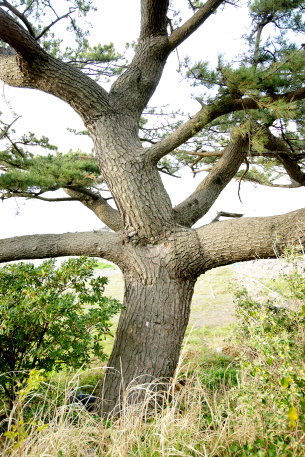 江比間海岸のクロマツ