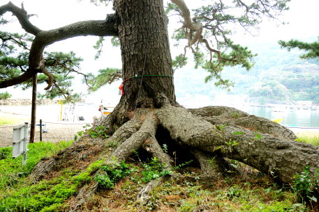 御浜海岸の根上がり松