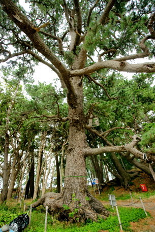 御浜海岸の根上がり松