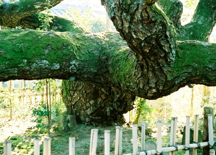 永安寺の雲竜の松