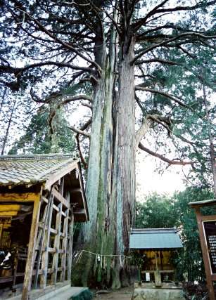 朝倉神社の大スギ