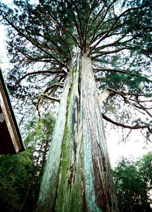 朝倉神社の大スギ