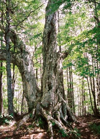 櫛形山のダケカンバ No1