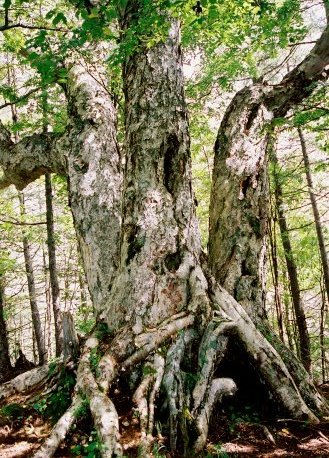 櫛形山のダケカンバ No1
