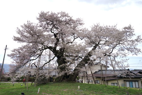 中曽根のエドヒガン