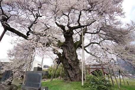 中曽根のエドヒガン