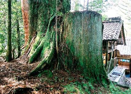 八剣神社の大杉
