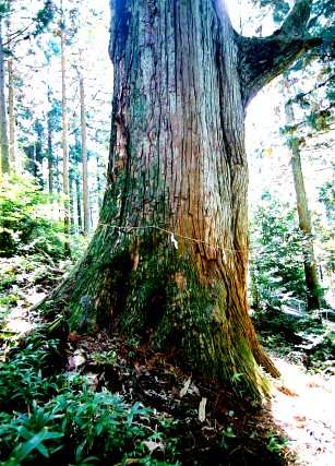 大山の大スギ