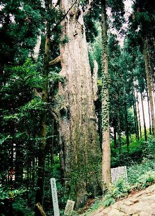 大山の大スギ
