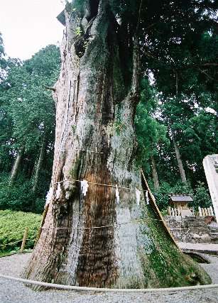 久津八幡宮の夫婦杉_雌杉