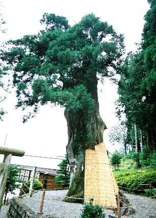 久津八幡宮の夫婦杉_雌杉