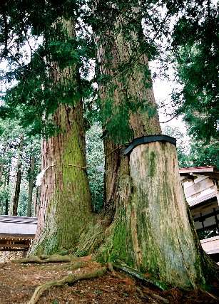 御崎神社の四本杉