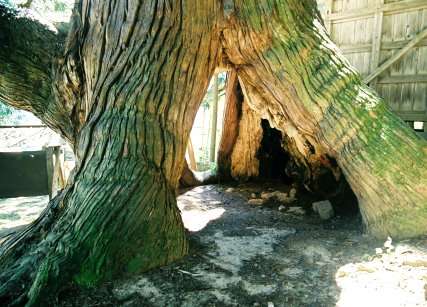 石原白山社のスギ