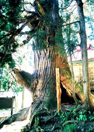 石原白山社のスギ