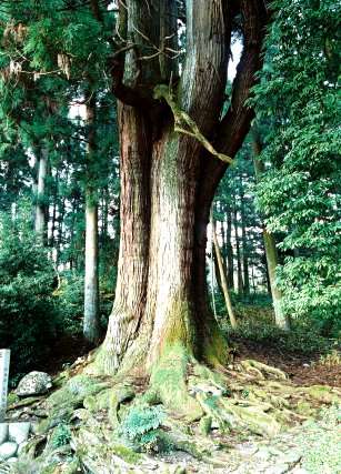 長嶺の大杉