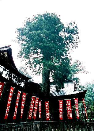 富士浅間神社の次郎杉