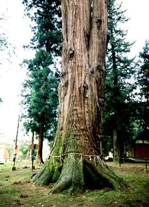 天神社の大杉