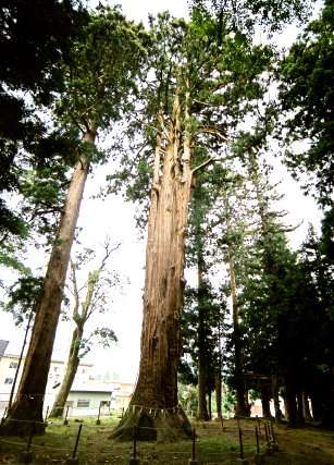 天神社の大杉