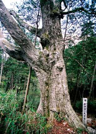 薬研洞の大ナラ