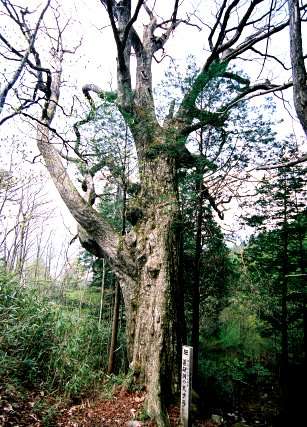 薬研洞の大ナラ