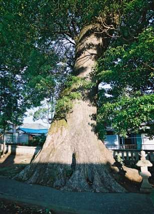 熊野神社のクスノキ　No3