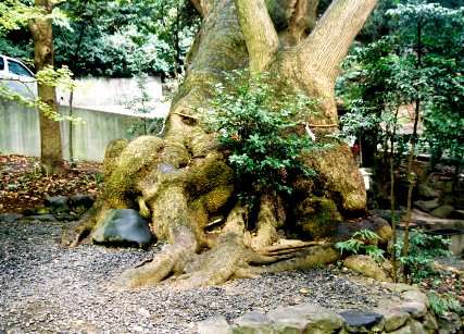 来宮神社の第二大楠