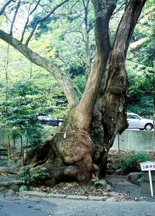 来宮神社の第二大楠